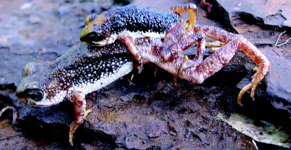 Male and female nimba toads in amplexus